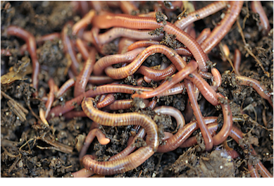 MANURE (TIGER) WORMS