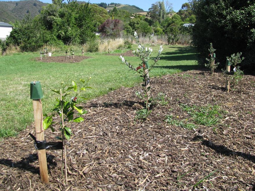 COMMUNITY ORCHARDS Newly planted Citrus, Feijoas, Almonds, Figs, Hazels & Walnut in a local park, NZ