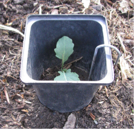 Cut-Off Plant Pot