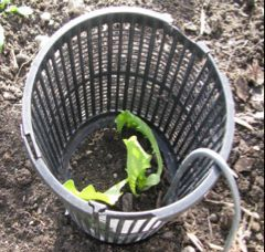Cut-Off Plant Pot