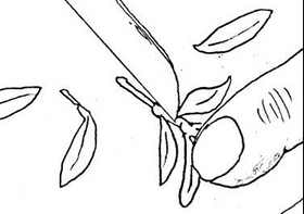 2. Cutting away lower leaves