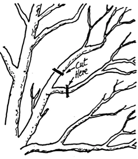 1. Cutting side branches in winter