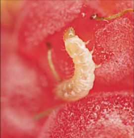 Rapberry Beetle Grub