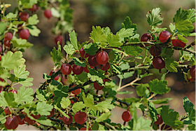 Red Gooseberry Bush