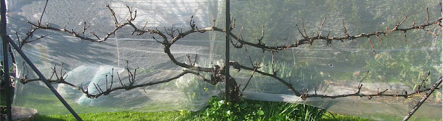A two-layer grapevine before pruning
