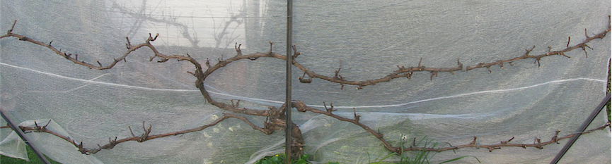 Grapevine after pruning