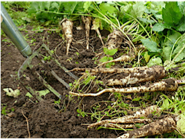 Newly Harvested Parsnips