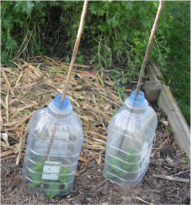 Homemade Plastic Cloches made from cut off water bottles