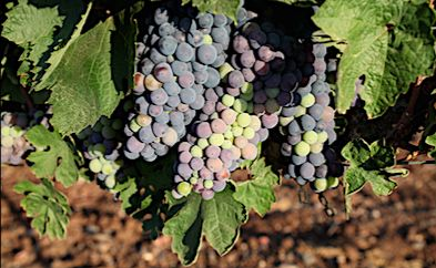 Bunches of Black Grapes