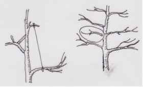 1. Pegged and tied                                                                                                             2. Cut out opposite branches