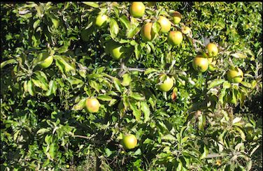 Gala Apple Tree  Grow Organic Apples At Home - PlantingTree