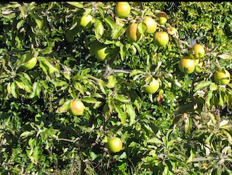 Green Apple, Granny Smith Golden Bay Fruit Orchards, NZ