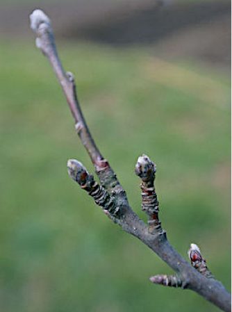 Fruiting spurs on an apple branch