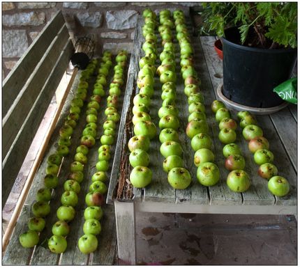 Apples stored on wooden shelves