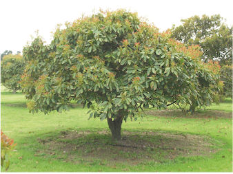 Established Avocado tree