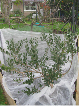 Feijoa after pruning