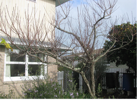 Our peach tree before pruning