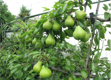 Same pear tree in fruit
