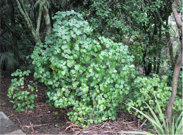 Kawakawa bush in a forest