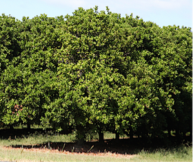 Macadamia Orchard