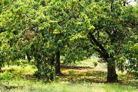 Sweet Chestnut trees in fruit