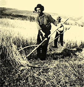 Scything Oats with a loop