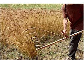 Scything with a 'Bale'