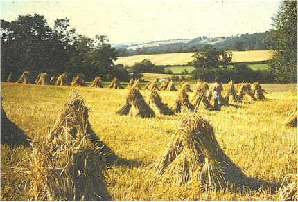 STOOKS OF WHEAT AT OUR FARM IN THE UK