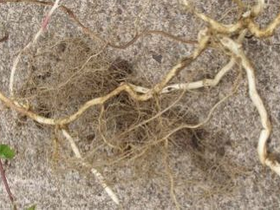 Long brittle tenacious roots