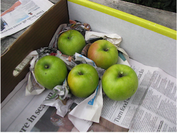 One layer of apples rapped in crumpled newspaper